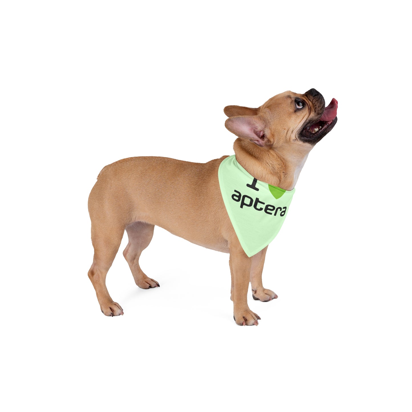 Aptera Pet Bandana